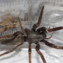 Image of White-tailed Spider