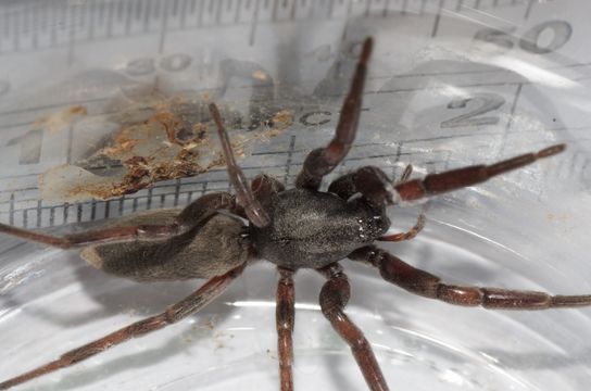 Image of White-tailed Spider