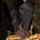 Image of Tschudi's yellow-shouldered bat
