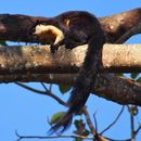 Image of Ratufa bicolor (Sparrman 1778)