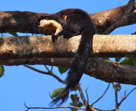 Image of Black Giant Squirrel