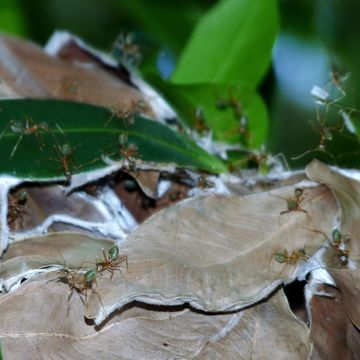 18.https www inaturalist org photos 1492497.580x360
