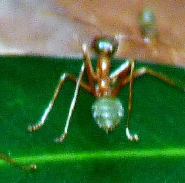 Image of Asian Weaver Ant