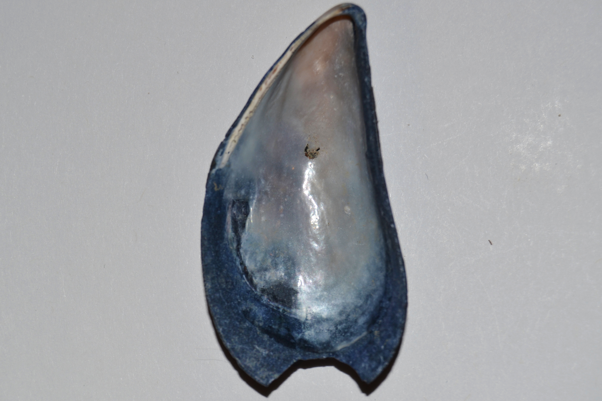 Image of Common mussel