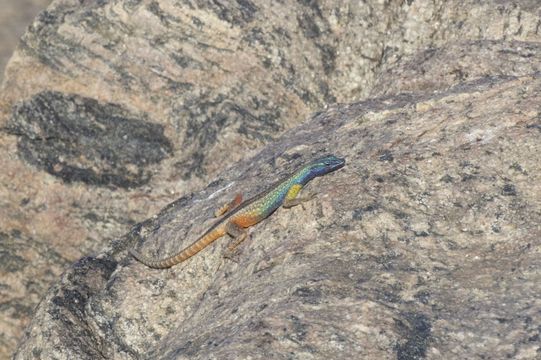 18.https www inaturalist org photos 1497027.580x360