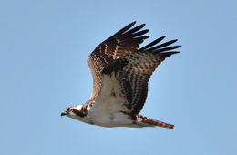 Image of Western Osprey