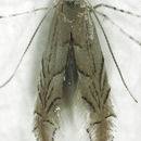 Image of Phyllonorycter messaniella (Zeller 1846)