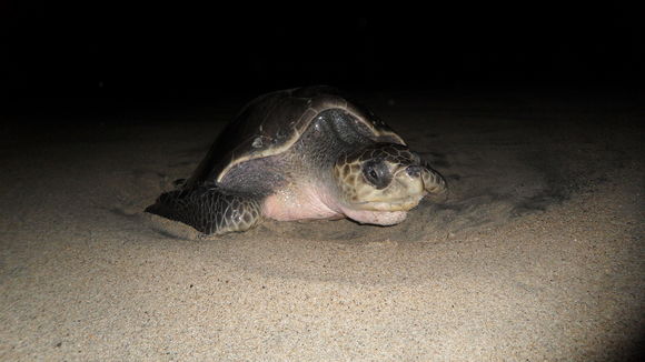 Image of Olive Ridley