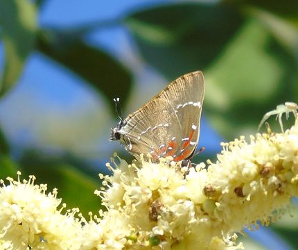 18.https www inaturalist org photos 1498618.580x360