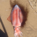 Image of Diamondback squid