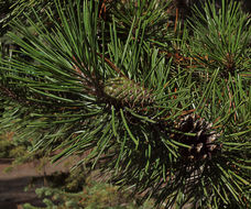 Image of <i>Pinus contorta murrayana</i>