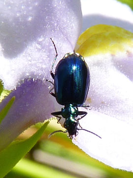 Image of Lebia (Lebia) viridis Say 1823
