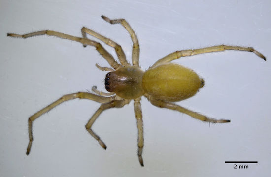18.https www inaturalist org photos 1501956.580x360