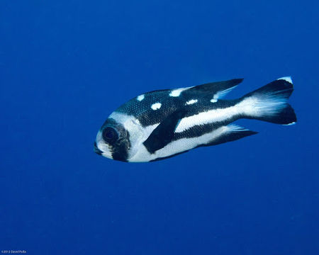 Image of Black and white snapper