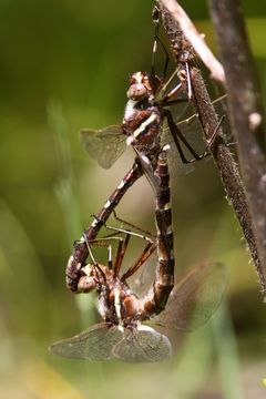 Image of Stream Cruiser