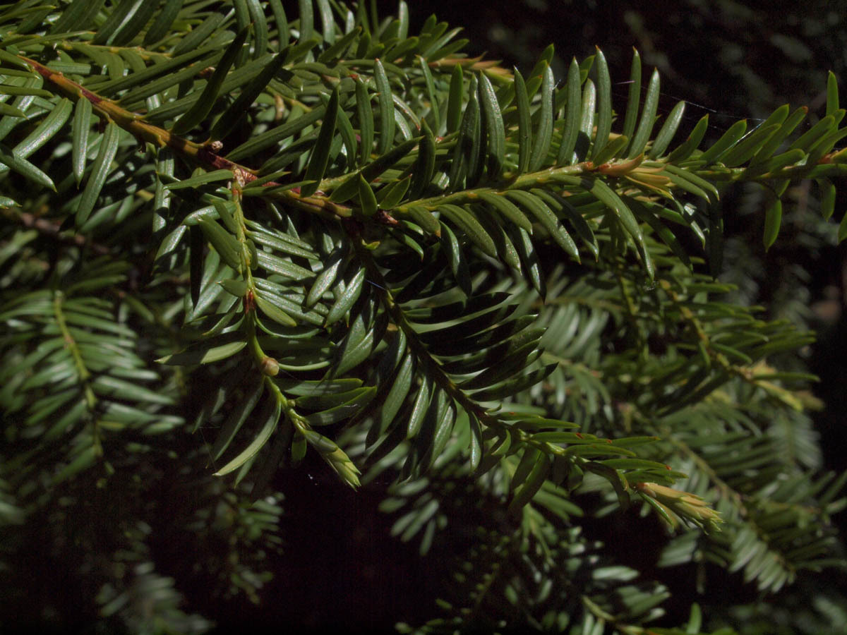 Image of <i>Taxus brevifolia</i>