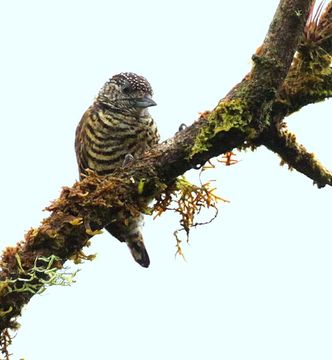 18.https www inaturalist org photos 1503938.580x360