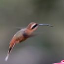 Image of Grey-chinned hermit (Gould's)