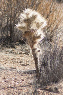 Image of <i>Cylindropuntia echinocarpa</i>