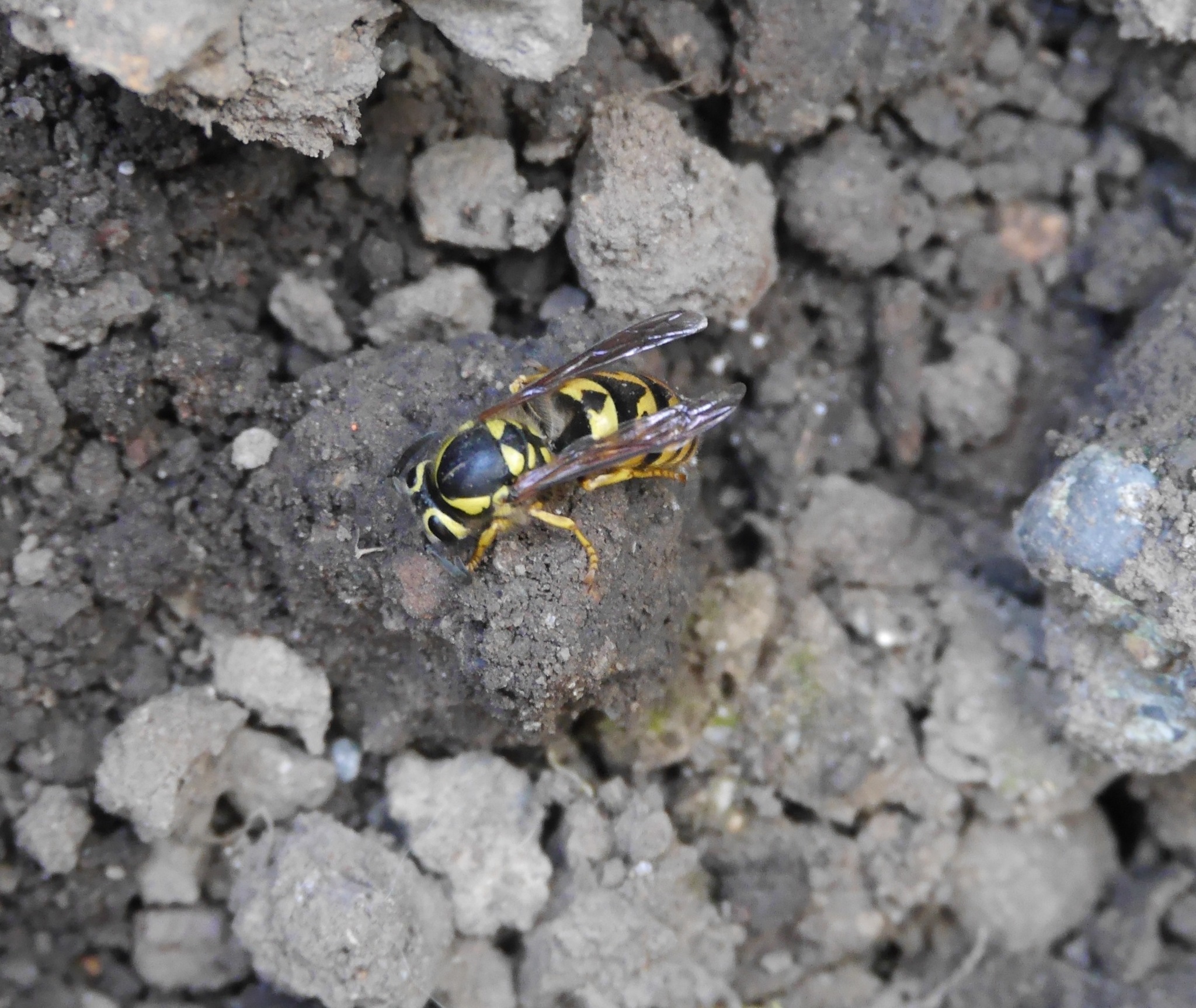 Image of <i>Vespula pensylvanica</i>
