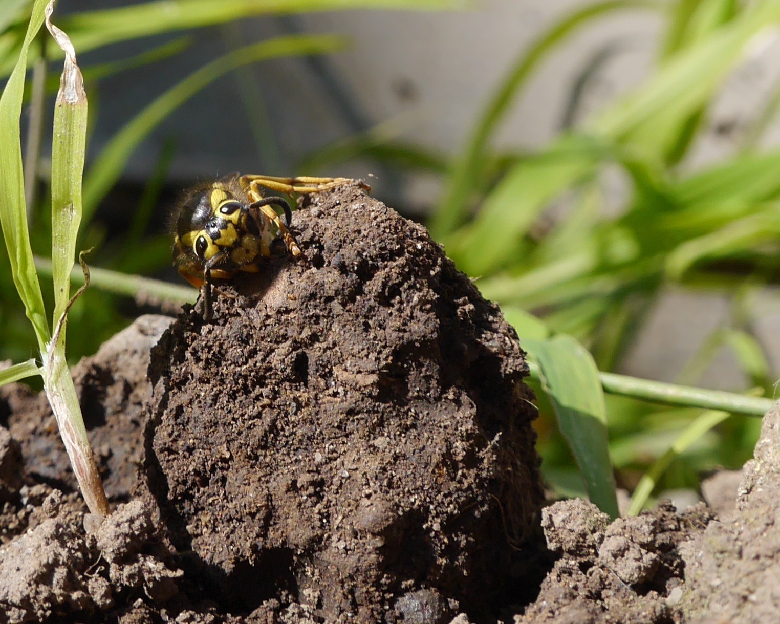 Image of <i>Vespula pensylvanica</i>