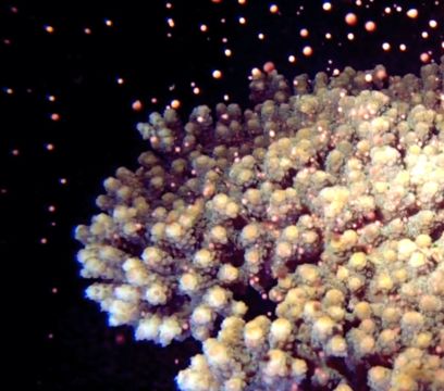 Image of Branch Coral