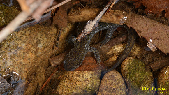 18.https www inaturalist org photos 1511100.580x360