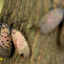 Image of Spotted Lanternfly