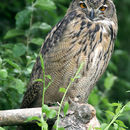 Image of Eagle owl