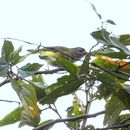 Image of Vireo leucophrys (Lafresnaye 1844)