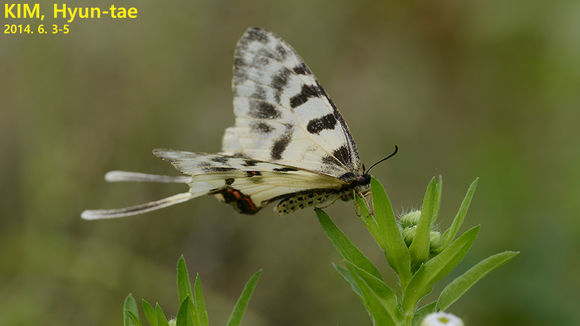 Image of <i>Sericinus montela</i> Gray 1852