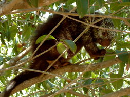Image of Mexican Hairy Dwarf Porcupine