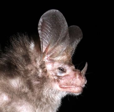 18.https www inaturalist org photos 1517128.580x360