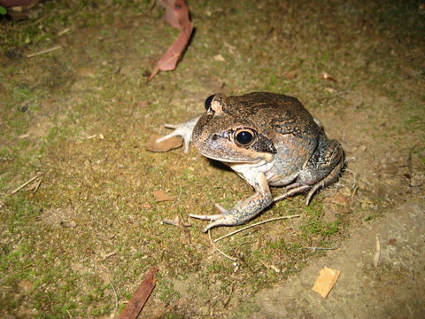 18.https www inaturalist org photos 1520475.580x360