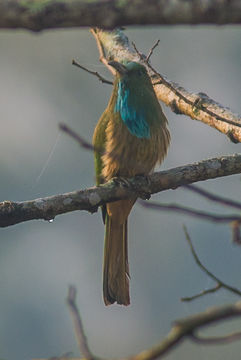 18.https www inaturalist org photos 1520525.580x360