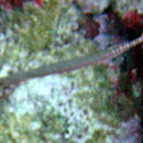 Image of Trumpetfish