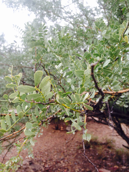 Image of <i>Olneya tesota</i>