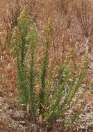 Image of <i>Erigeron sumatrensis</i>