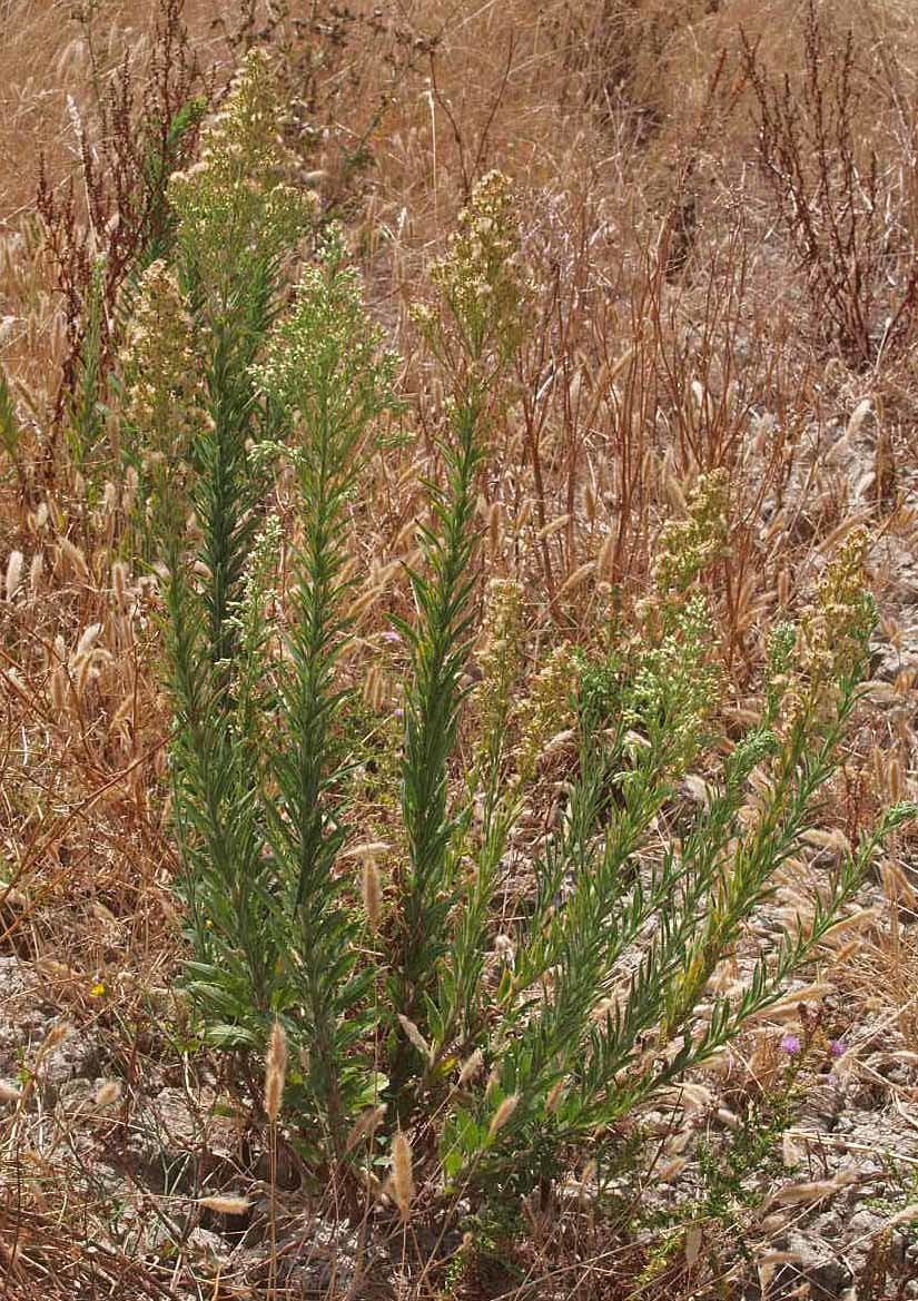 Image of <i>Erigeron sumatrensis</i>