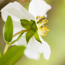 Image of <i>Carpenteria californica</i>