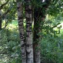 Image of <i>Rhopalocarpus lucidus</i>