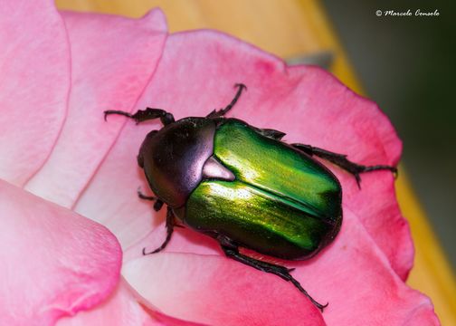 Image of <i>Cetonia aurata pisana</i> Heer 1841