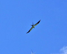 Image of Accipiter cauda furcata