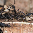 Image of Army ant