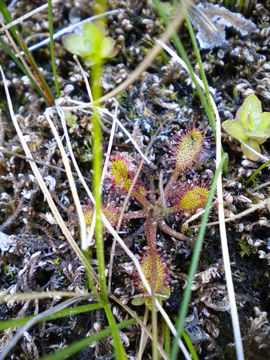 Image of <i>Drosera anglica</i>