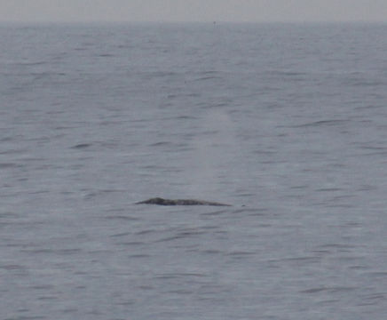 Image of California grey
