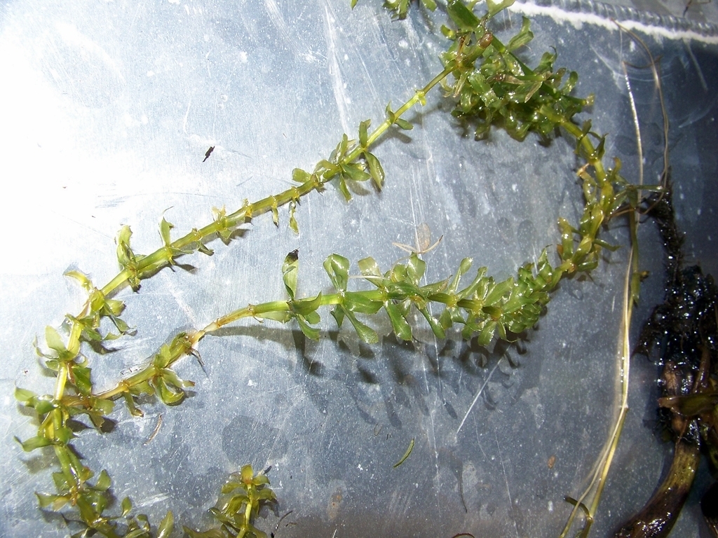 Image of <i>Hydrilla verticillata</i>