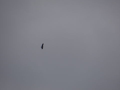18.https www inaturalist org photos 1530058.580x360