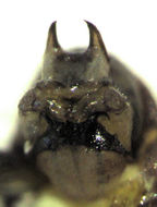 Image of Nimbopsocus australis Smithers & Courtenay 2004