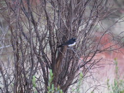 Image of Willie-wagtail